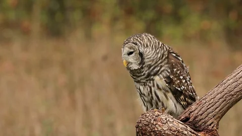 Barred Owl sitting on twisted tree trunk in an open field Stock Footage 83914887