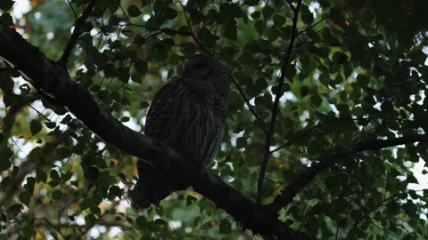 Barred owl sitting under branches. Low light. Stock Footage 320198353