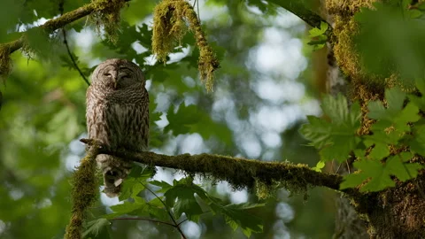 Barred Owl sleeping in a tree in the Pacific Northwest at golden hour Stock Footage 276567901