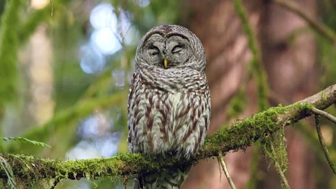 Barred Owl sleeping in a tree in a tree in the Pacific Northwest rainforest Vidéo 276079576