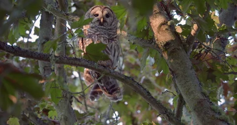Barred owl stretching wings in tree during the day Stock Footage 168992682