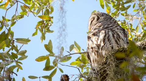 Barred owl (Strix varia) Stock Footage 61094266