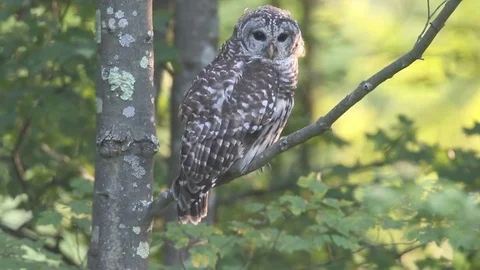 Barred Owl (Strix varia) Stock Footage