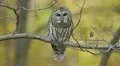 Barred Owl (Strix varia) looks around HD Footage