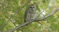 Barred Owl (Strix varia) takes flight HD Footage