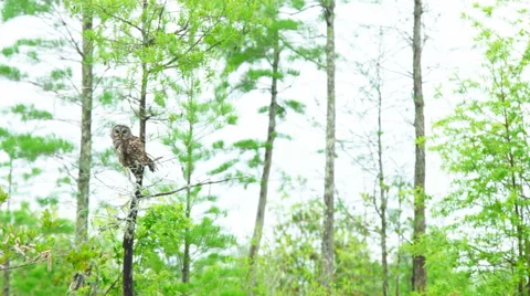 Barred Owl in Swamp Stock Footage 62572729