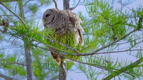 BARRED OWL TAKING OFF Stock-Footage 250302070