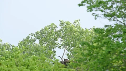 Barred owl with a tiny snake Stock Footage 316680239