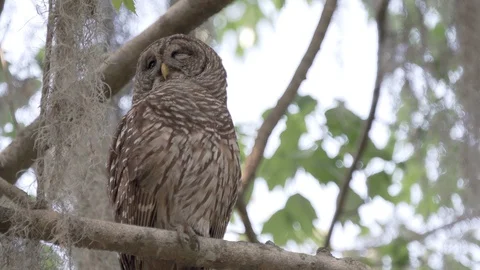 Barred owl on a tree branch looking down in Mead Gardens in Orlando Florida Video stock 127867576