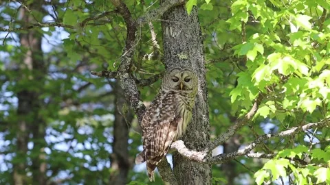 Barred Owl in tree Stock Footage 242623496