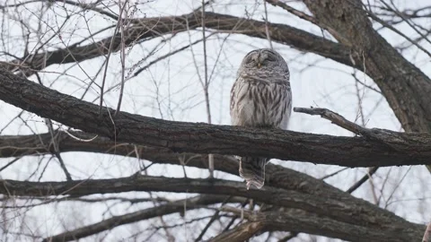 Barred owl in tree, looking down,closeup, 4k Stock Footage 151044636