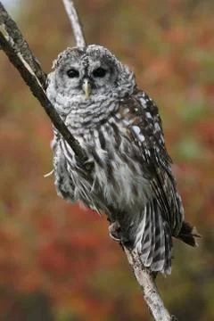 Barred Owl in Tree Stock Photos
