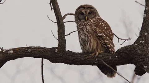 Barred owl tree turns head staring-contest slow blink dismissive confident Stock Footage 95873460