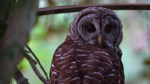 BARRED OWL TURN HEAD Stock Footage 162933562