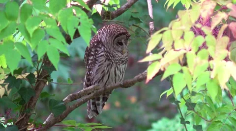 Barred Owl turns to look at camera and winks Vidéo 68030409