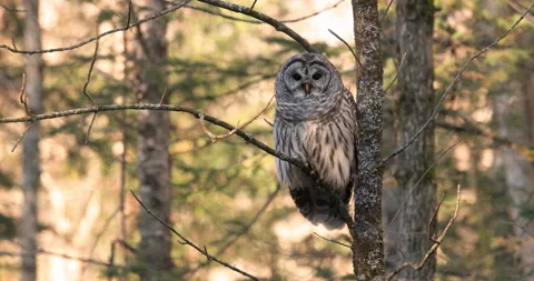 Barred Owl with warm backlight Stock Footage 167651996