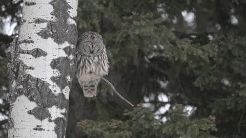 Barred Owl in the winter Stock Footage 300400975