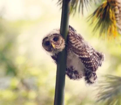 Barred Owlet Perches Stock Photos