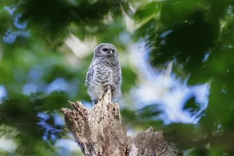 Barred Owlet Stock Photos