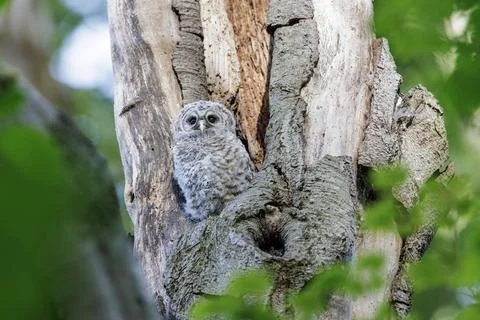 Barred Owlet Stock Photos