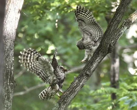 Barred Owls Stock Photos