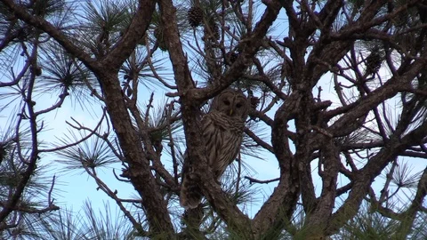 Barred Owls In a Pine Tree Stock Footage 104292902