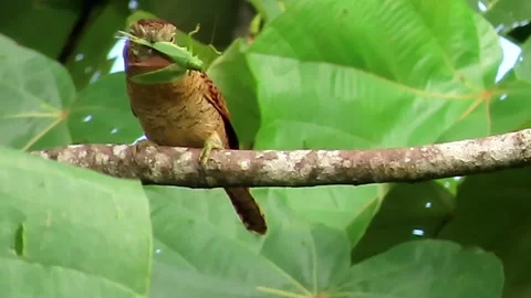 Barred Puffbird with green katydid on tree branch 스톡 동영상 343474445