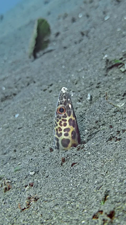 Barred Sand Conger Stock Footage 327043290
