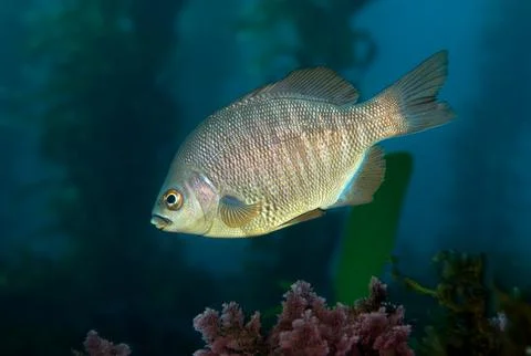 Barred Surfperch Stock Photos