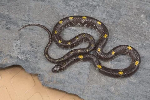 Barred wolf snake, Lycodon striatus from Kaas plateau, Satara district, Mah.. Stock Photos