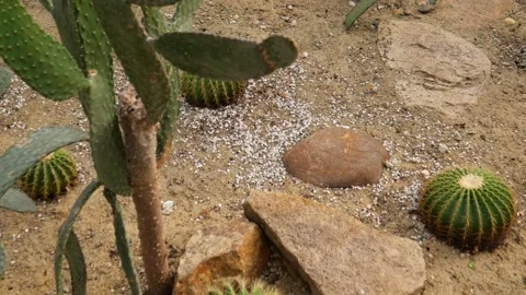 Barrel cactus and succulent plants Video stock 340890973