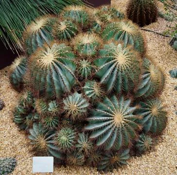 Barrel cactus in a bunch 写真素材