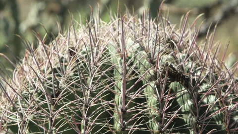 Barrel cactus close-up, camera lifts from bottom to top Stock Footage 214307027