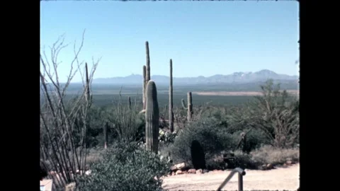 Barrel Cactus Close-up Stock Footage 276290471