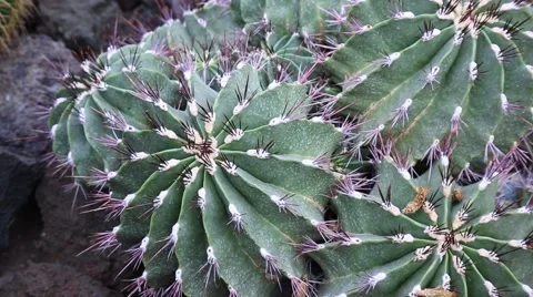 Barrel cactus Ferocactus echidne Stock Footage 56194622