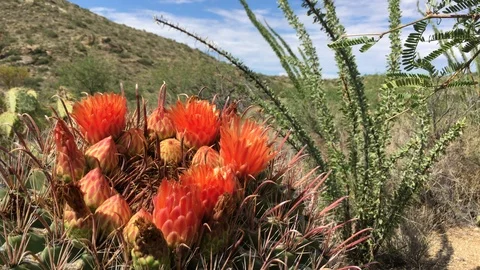 Barrel Cactus Flower with Bees 库存影片 93878692