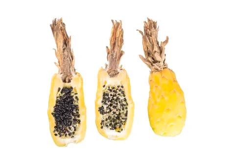 Barrel cactus fruit Stock Photos