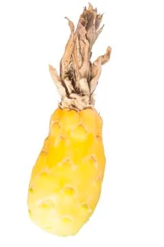 Barrel cactus fruit Stock Photos