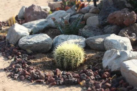 Barrel cactus garden Foto stock