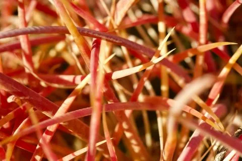 Barrel Cactus Macro Stock Photos