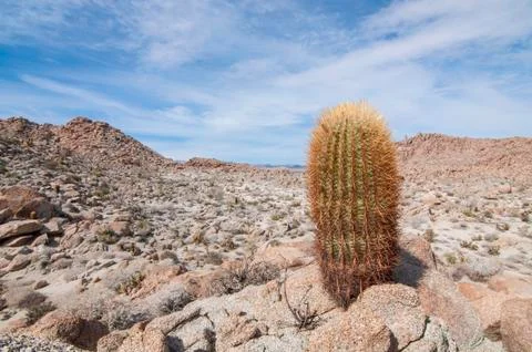 Barrel cactus Stock Photos