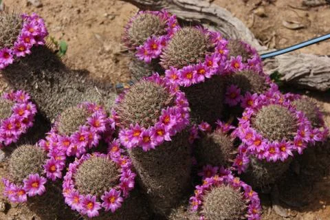 A barrel cactus Stock Photos