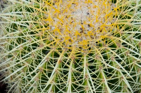 Barrel Cactus Foto stock