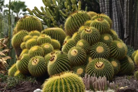 Barrel cactus Stock Photos