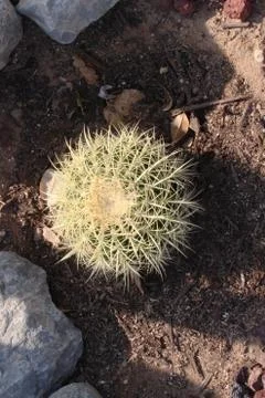 Barrel cactus Foto stock