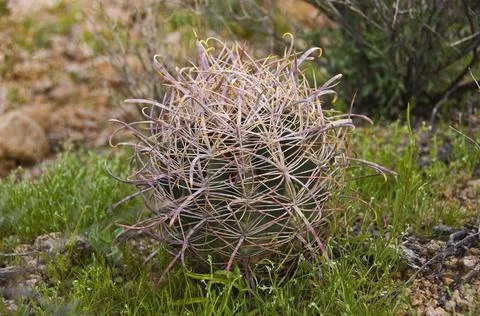 Barrel Cactus Stock Photos
