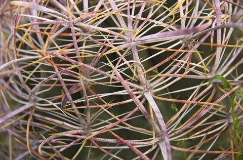 Barrel Cactus Stock Photos