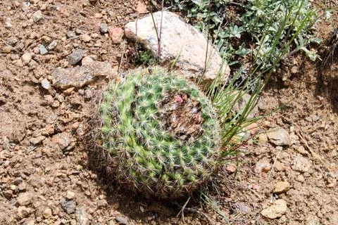 Barrel cactus Foto stock