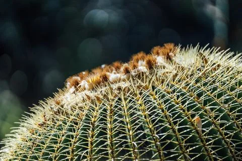 BARREL CACTUS Stock Photos