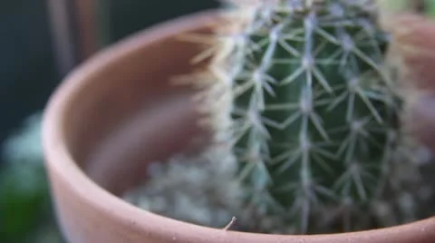 Barrel Cactus in Pot - Dolly Track Push In Focus Stock Footage 10916528